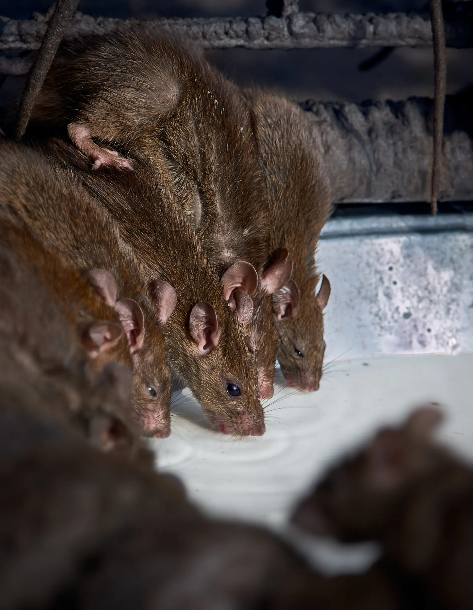The Dangers Rats Pose to Your Home and Health