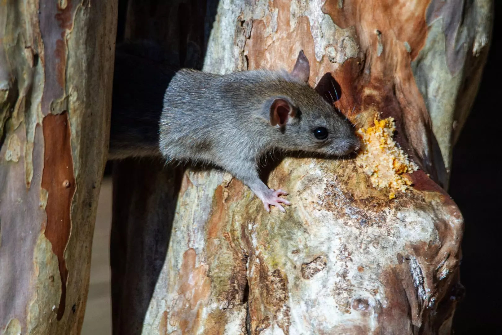 Rat, Mouse And Rodent Control Bolton, Wigan, Manchester