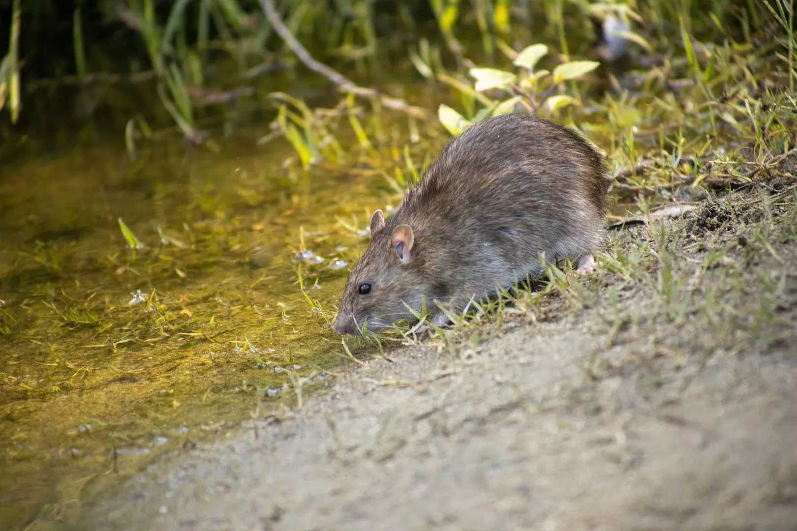 Rat Removal In Manchester, Bolton, Wigan